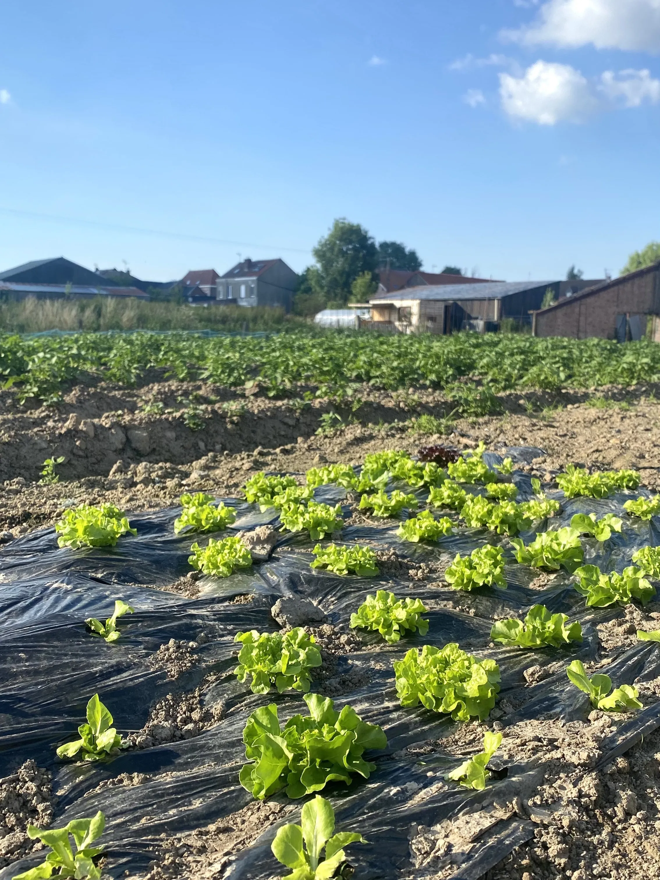 Les cultures de la ferme