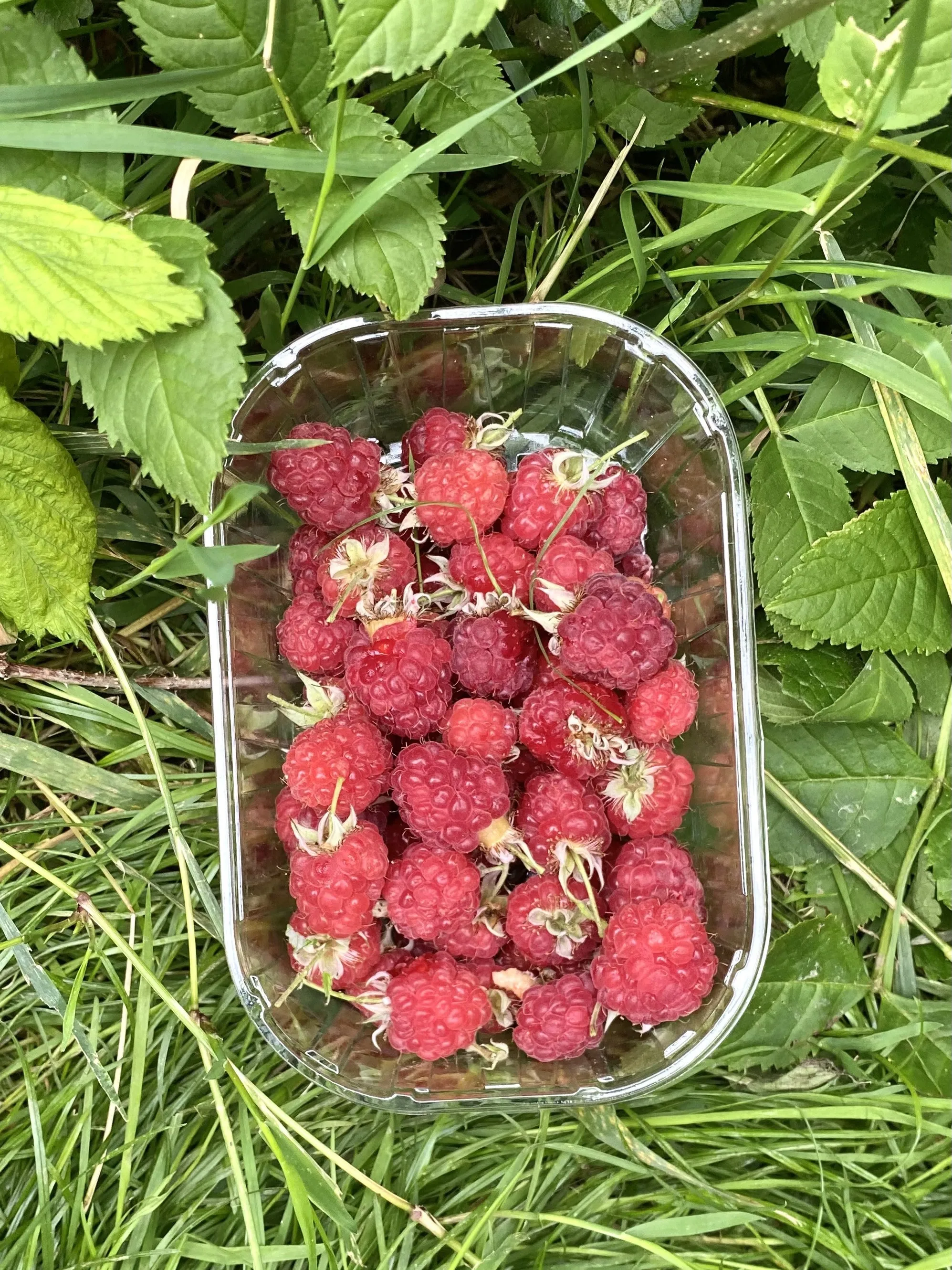 Fruits cultivés à la ferme