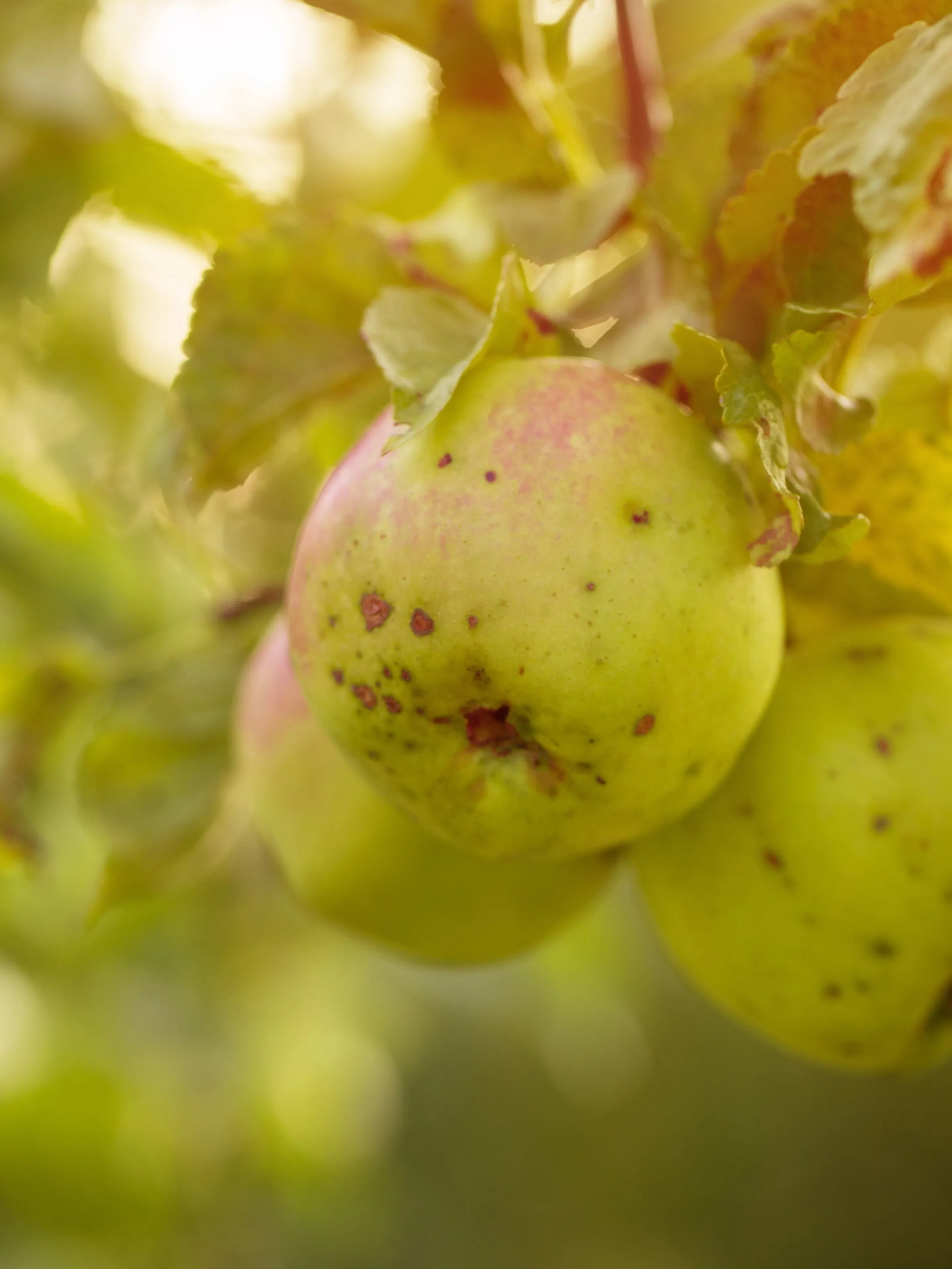 Fruits cultivés à la ferme