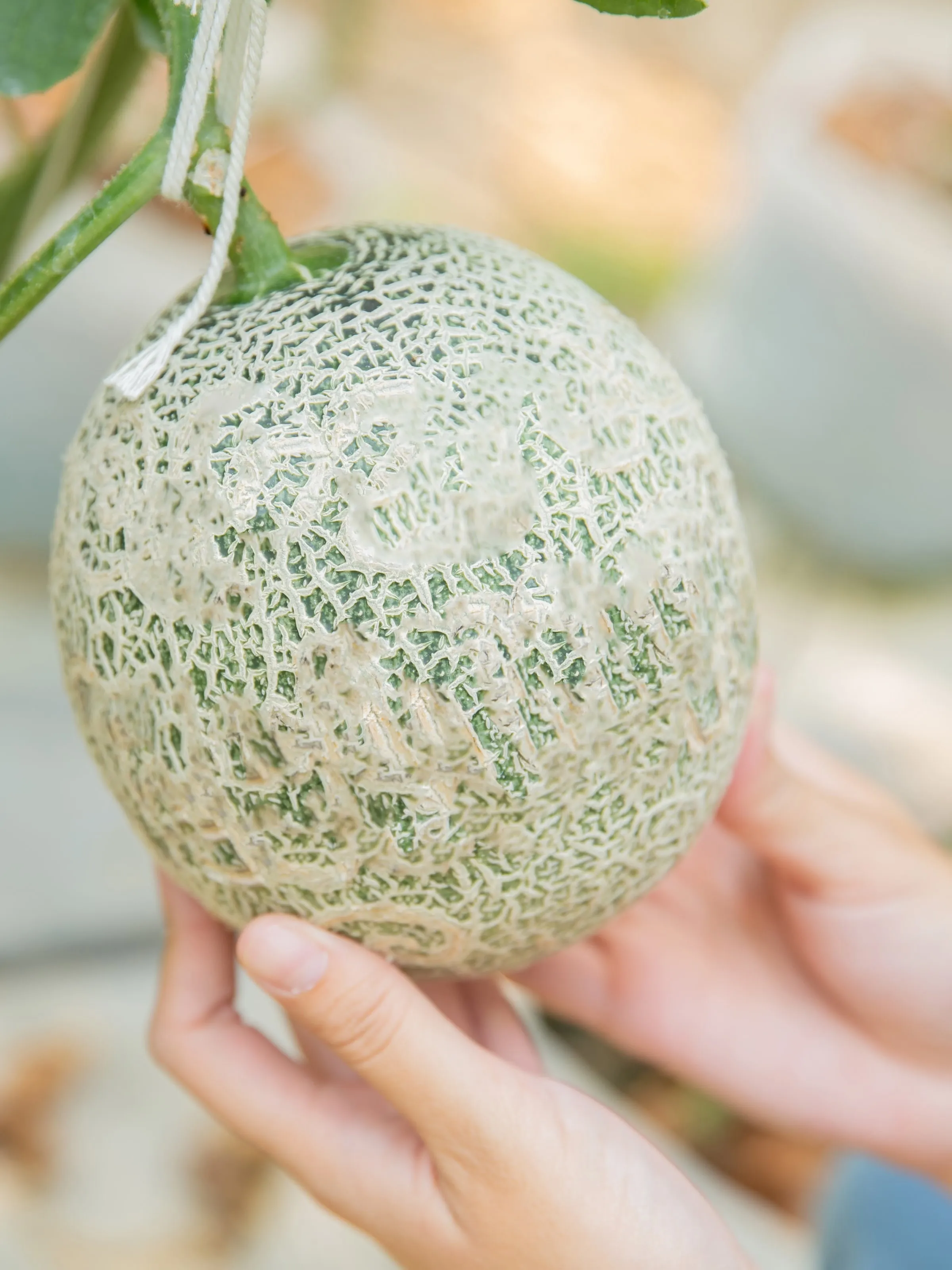Fruits cultivés à la ferme