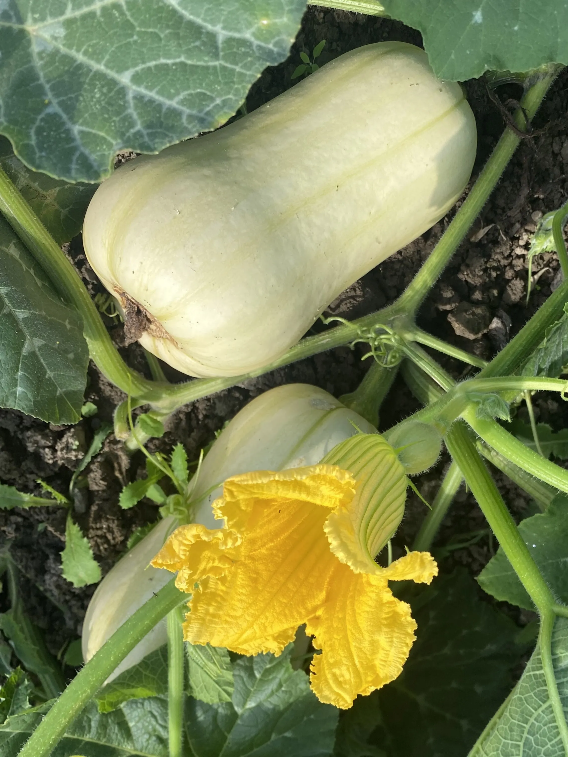 Légumes cultivés à la ferme