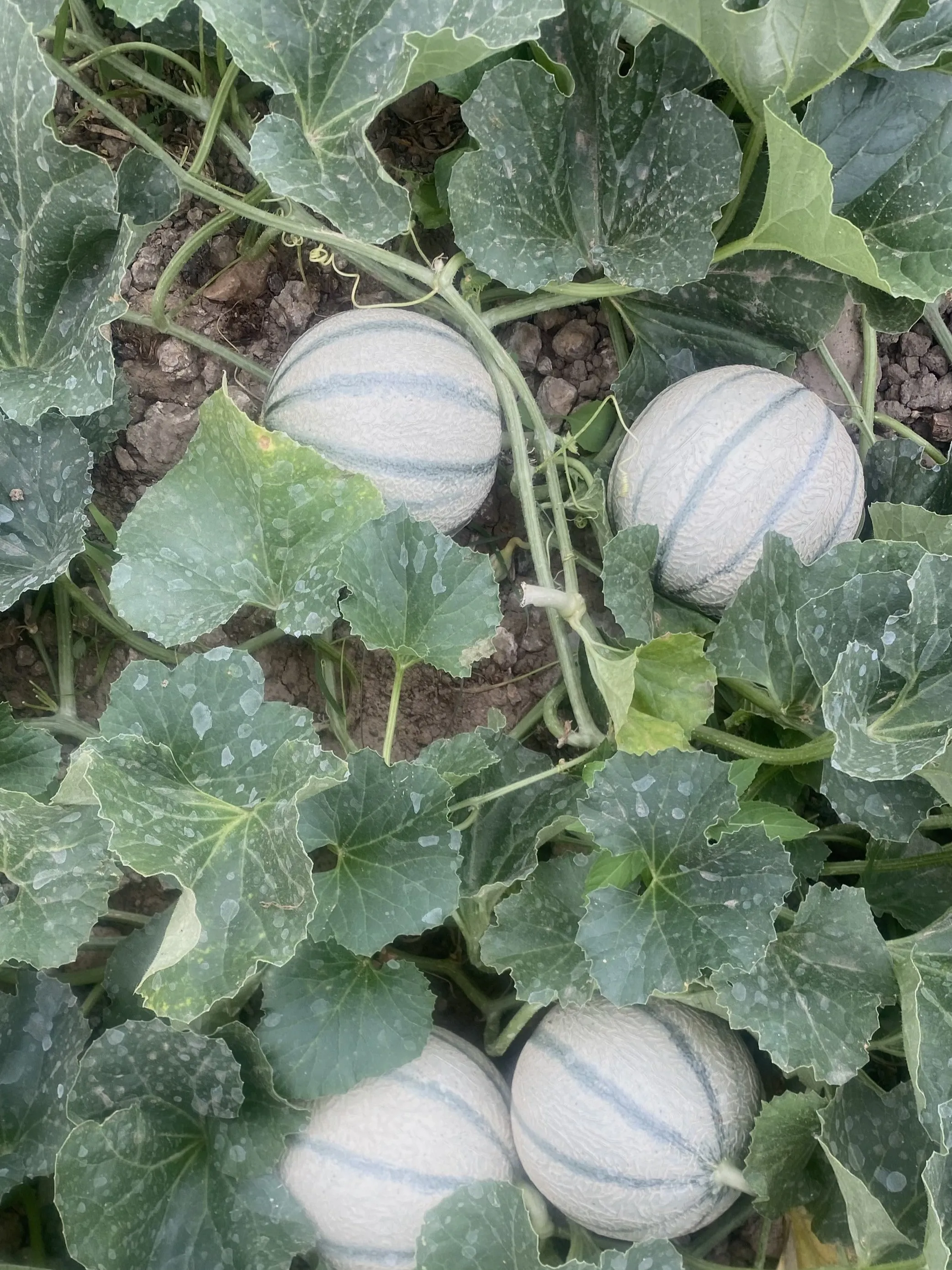 Légumes cultivés à la ferme