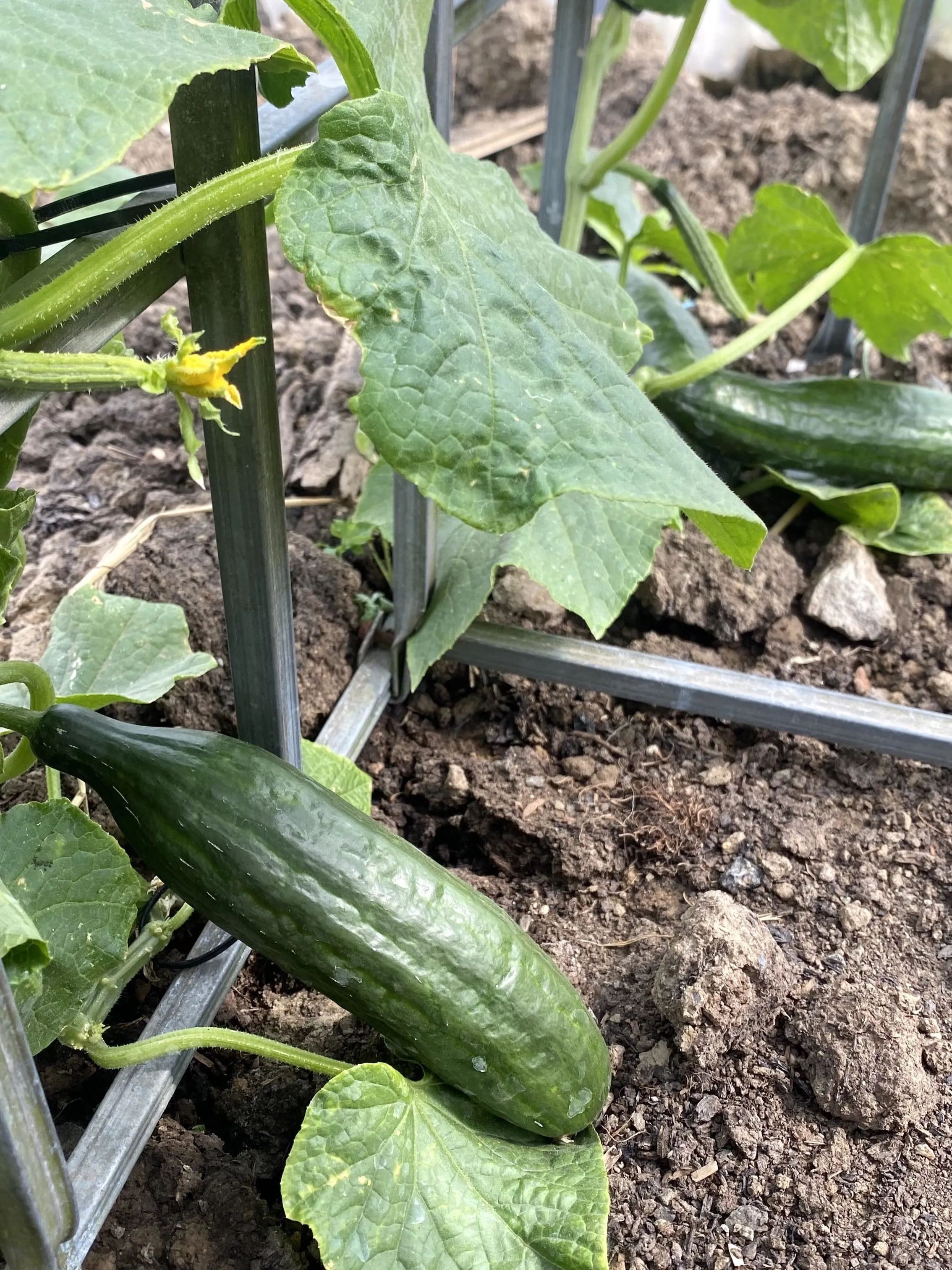Légumes cultivés à la ferme